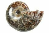 Polished Ammonite (Phylloceras) Fossil - Madagascar #297097-1
